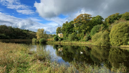 Reedbeds on Upper Lough Erne at Crom, County Fermanagh